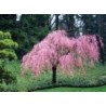 Prunus Subhirtella Pendula - Cerezo