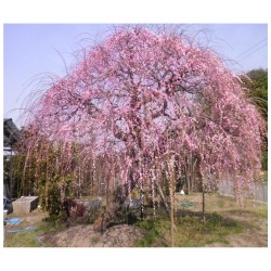 Prunus Subhirtella Pendula - Cerezo