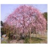 Prunus Subhirtella Pendula - Cerezo