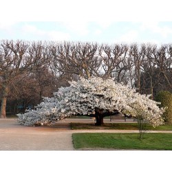 Cerezo Japonés - Prunus Serrulata