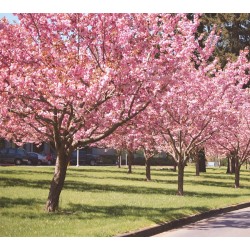 Cerezo Japonés - Prunus Serrulata