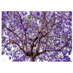 Jacaranda Mimosifolia - Jacaranda