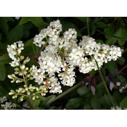 Ligustrum Vulgare - Trueno o Aligustre