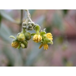 Jojoba - Simmondsia Chinensis