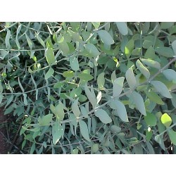 Jojoba - Simmondsia Chinensis