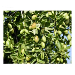 Jojoba - Simmondsia Chinensis