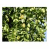 Jojoba - Simmondsia Chinensis