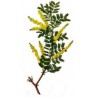 Acacia Senegal - Acacia de Arabia