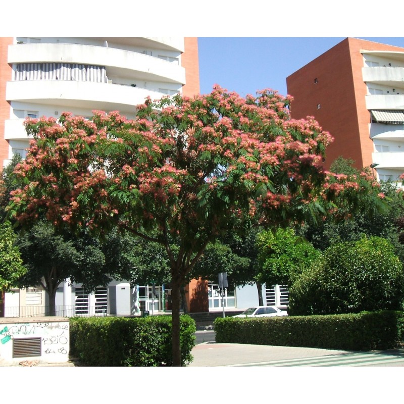 Albizia Julibrissin - Acacia Constantinopla