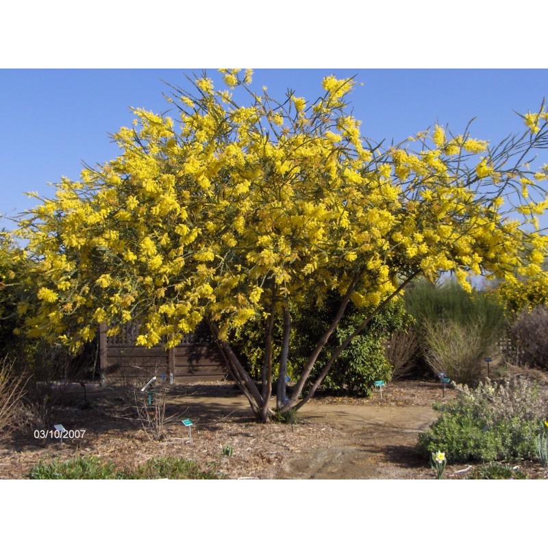 Acacia Farnesiana - Acacia de Las Indias