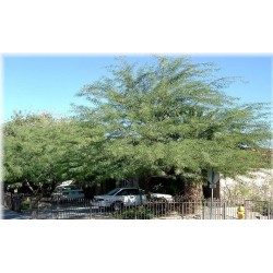 Acacia Farnesiana - Acacia de Las Indias