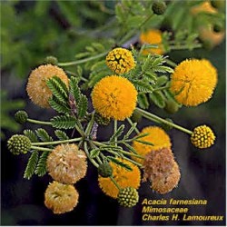 Acacia Farnesiana - Acacia de Las Indias