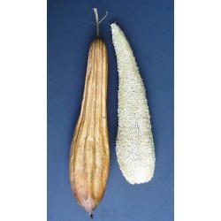 Luffa Cylindrica - Árbol estropajo