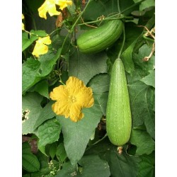 Luffa Cylindrica - Árbol estropajo