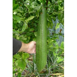 Luffa Cylindrica - Árbol estropajo