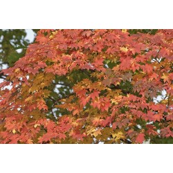 Acer Pseudosieboldianum - Arce Koreano