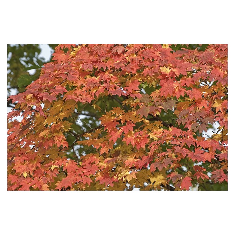 Acer Pseudosieboldianum - Arce Koreano