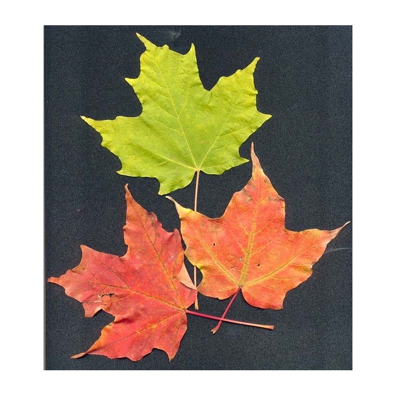 Acer Saccharum - Arce de Maple