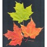 Acer Saccharum - Arce de Maple