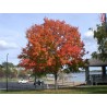 Acer Saccharum - Arce de Maple