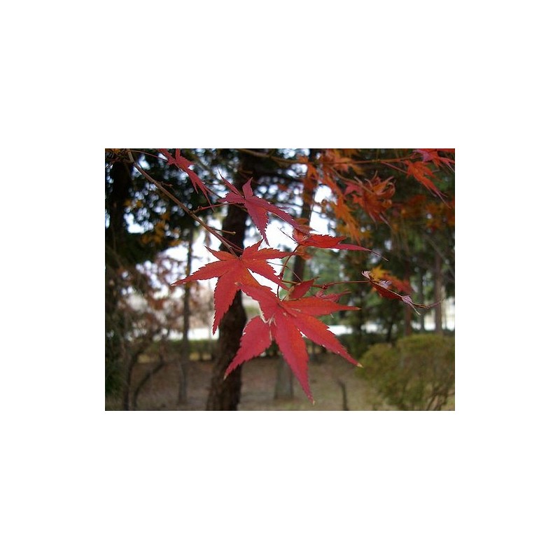 Acer Palmatum Atropurpureum - Arce enano