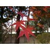 Acer Palmatum Atropurpureum - Arce enano