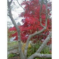 Acer Palmatum Atropurpureum - Arce enano