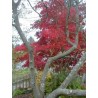 Acer Palmatum Atropurpureum - Arce enano