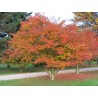 Acer Palmatum Atropurpureum - Arce enano