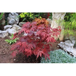 Acer Palmatum Atropurpureum - Arce enano