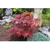 Acer Palmatum Atropurpureum - Arce enano