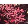 Acer Palmatum Atropurpureum - Arce enano