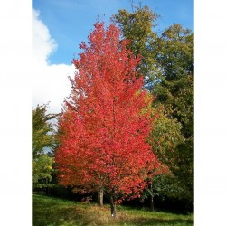 Arce rojo - Acer Rubrum - Apta Bonsai