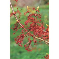 Arce rojo - Acer Rubrum - Apta Bonsai