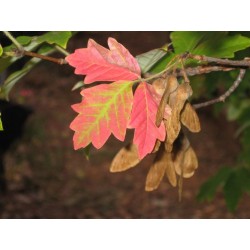 Acer Griseum - Arce de corteza