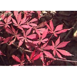 Acer Palmatum - Arce Japonés de montaña