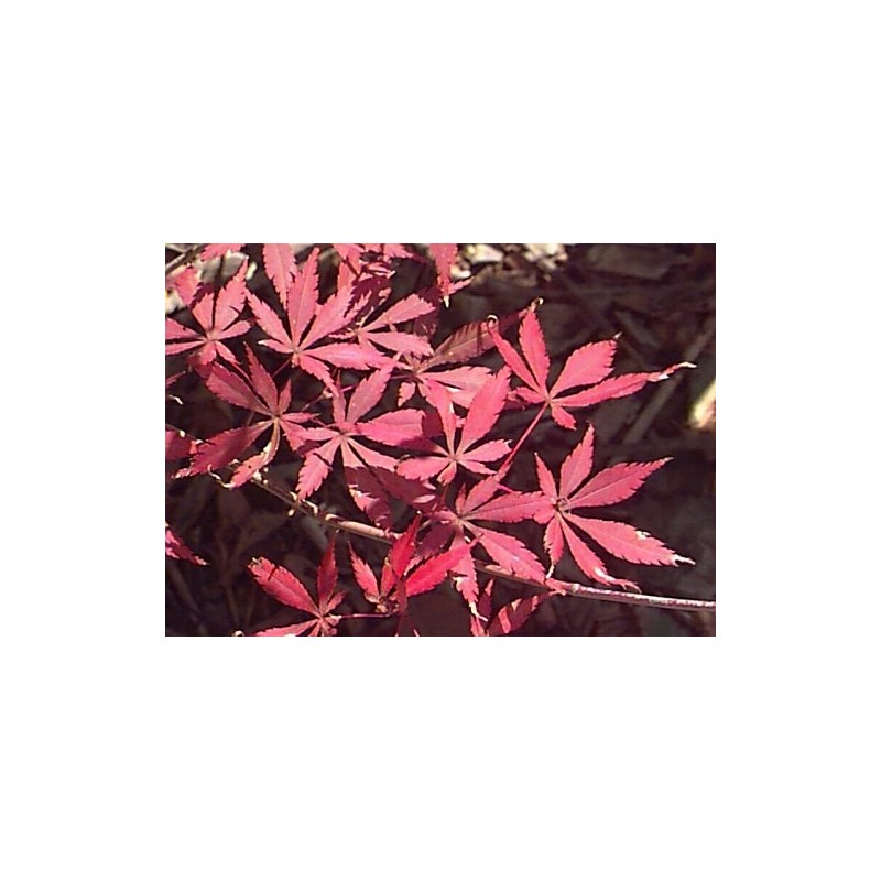 Acer Palmatum - Arce Japonés de montaña