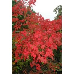 Acer Palmatum Osakazuki - Maple Osakazuki