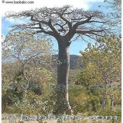 Adansonia Suaresensis