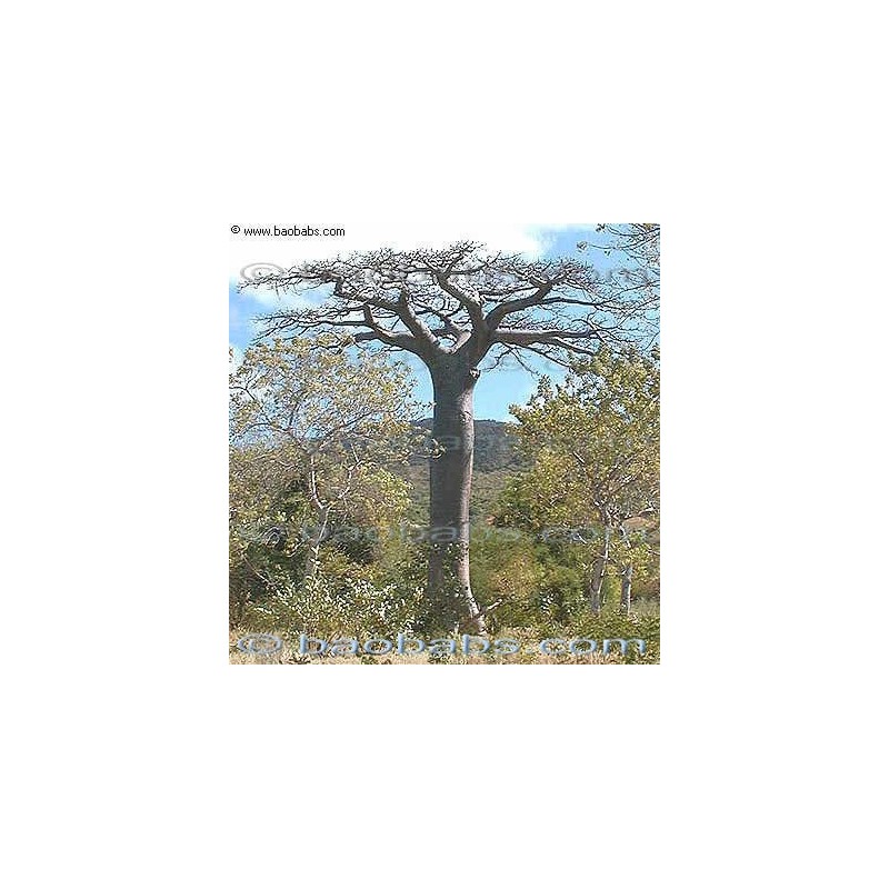 Adansonia Suaresensis