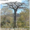 Adansonia Suaresensis