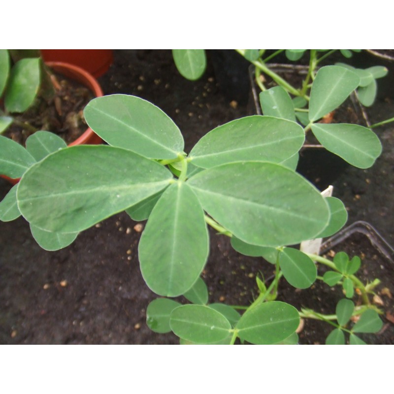 Arachis Hypogaea - Maní cacahuate para tostar 20 Libras