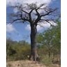 Adansonia Suaresensis