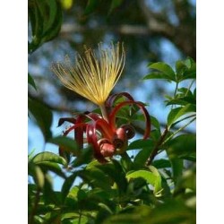 Adansonia Madagascarensis