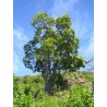 Adansonia Madagascarensis