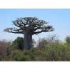 Adansonia Madagascarensis