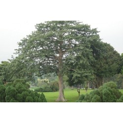 Ceiba Pentandra - Árbol del algodón