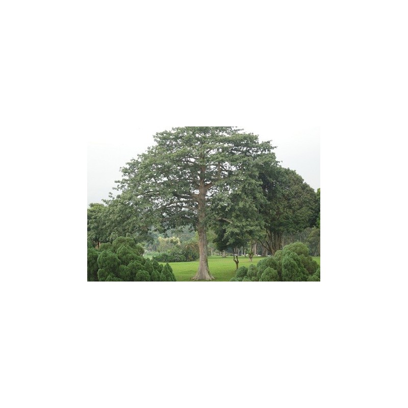 Ceiba Pentandra - Árbol del algodón