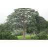 Ceiba Pentandra - Árbol del algodón