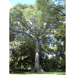 Ceiba Pentandra - Árbol del algodón